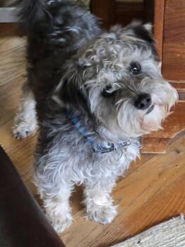 Bean -  Miniature Schnauzer and Miniature Poodle Dog for Adoption in Lakewood, Colorado - Bean | PetCurious