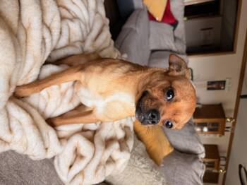 Chihuahua Dogs Available for Adoption in North Freedom, Wisconsin - Beanie  | PetCurious