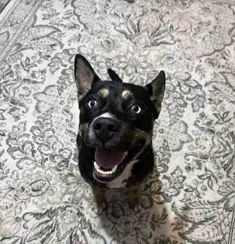 Poppy -  Husky Dog for Adoption in Silsbee, Texas - Poppy | PetCurious