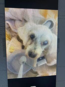 Rescue Poodle Dogs for Adoption in College Station, Texas - Chai | PetCurious