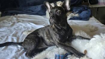 French Bulldog Dogs Available for Adoption - Nugget  | PetCurious