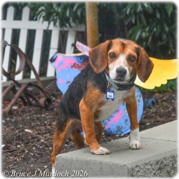 Boris -  Beagle Dog for Adoption in Wake Forest, North Carolina - Boris | PetCurious