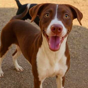 Rescue Beagle and Terrier Dogs for Adoption in Wadena, Minnesota - Ayla | PetCurious