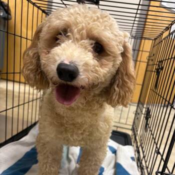Teddy 061602U -  Miniature Poodle and Mixed Breed Dog for Adoption in Tupelo, Mississippi - Teddy 061602U | PetCurious