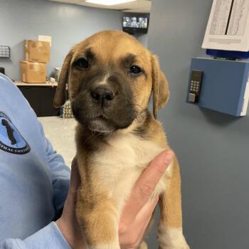 Shepherd and Mixed Breed Dogs Available for Adoption - Teddy | PetCurious