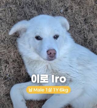 Spitz and Spaniel Dogs Available for Adoption in Agoura Hills, California - IRO | PetCurious