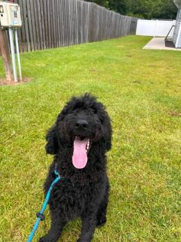 Knox -  Poodle and Labrador Retriever Dog for Adoption in New Bern, North Carolina - Knox | PetCurious