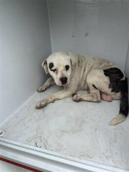 Pit Bull Terrier and Mixed Breed Dogs Available for Adoption in Houston, Texas - A655485 | PetCurious