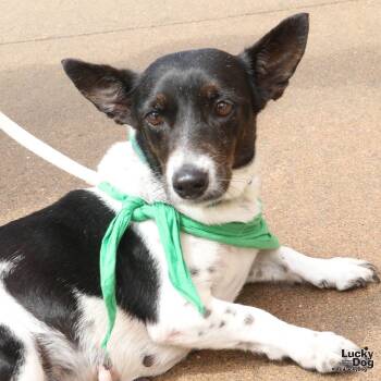 Terrier Dogs Available for Adoption in Washington, District Of Columbia - Tulip | PetCurious