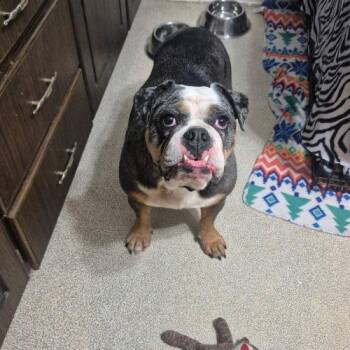 English Bulldog Dogs Available for Adoption in Chicago, Illinois - Leia | PetCurious