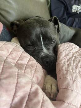 Eli -  Pit Bull Terrier and Mixed Breed Dog for Adoption in Chattanooga, Tennessee - Eli | PetCurious