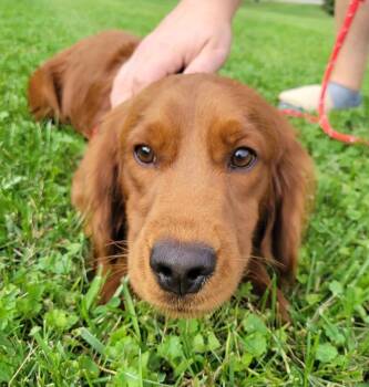 Porter 26 -  Golden Retriever and Poodle Dog for Adoption in Columbus, Ohio - Porter 26 | PetCurious