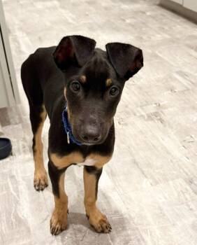 Hank -  Shepherd and Mixed Breed Dog for Adoption in Saugus, Massachusetts - Hank | PetCurious