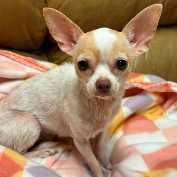 Lovey Dovey -  Chihuahua Dog for Adoption in Ferndale, Michigan - Lovey Dovey | PetCurious