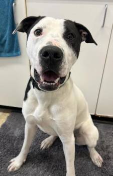 Erros -  American Bulldog and Mixed Breed Dog for Adoption in Erin, Ontario - Erros | PetCurious