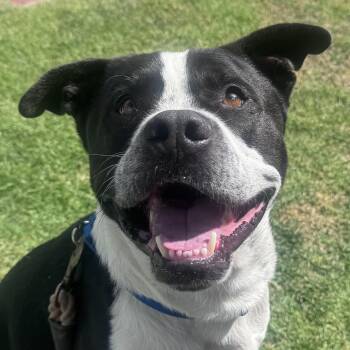 Kingsley -  Pit Bull Terrier Dog for Adoption in Whittier, California - Kingsley | PetCurious