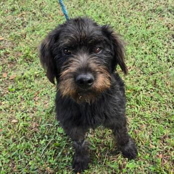 Grizzly -  Mixed Breed and Schnauzer Dog for Adoption in Williston, Florida - Grizzly | PetCurious