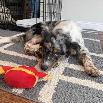 Australian Shepherd and Australian Cattle Dog Blue Heeler Dogs Available for Adoption in Festus, Missouri - Bo - Dukes Of Hazzard Litter | PetCurious