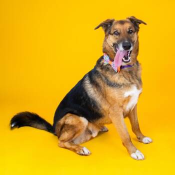 Rusty -  German Shepherd Dog Dog for Adoption - Rusty | PetCurious