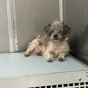 Teddy -  Terrier Dog for Adoption in Des Moines, Iowa - Teddy | PetCurious