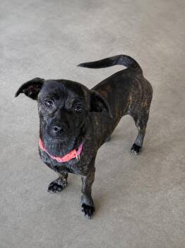 Dachshund Dogs Available for Adoption in Lacon, Illinois - Trixie | PetCurious