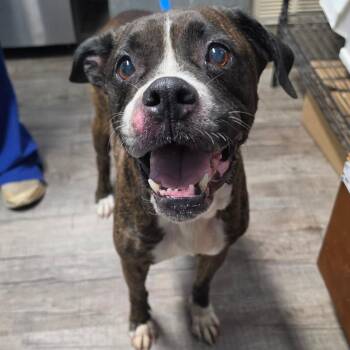 Poppy -  Boxer Dog for Adoption in Jefferson City, Tennessee - Poppy | PetCurious