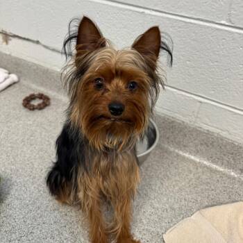 Butters -  Yorkshire Terrier Dog for Adoption in Naperville, Illinois - Butters | PetCurious