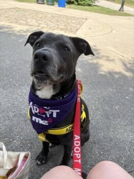 Rescue Mixed Breed Dogs for Adoption in Chamblee, Georgia - Ankico- IN FOSTER | PetCurious