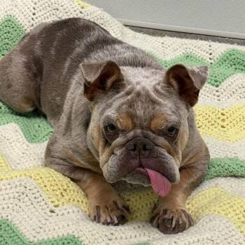 Thumbelina -  French Bulldog Dog for Adoption in Jupiter, Florida - Thumbelina | PetCurious