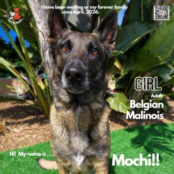Belgian Shepherd Malinois Dogs Available for Adoption in Westminster, California - Mochi | PetCurious