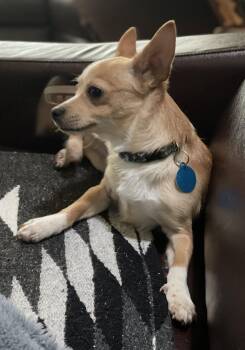 Chihuahua Dogs Available for Adoption in Seattle, Washington - Penn | PetCurious