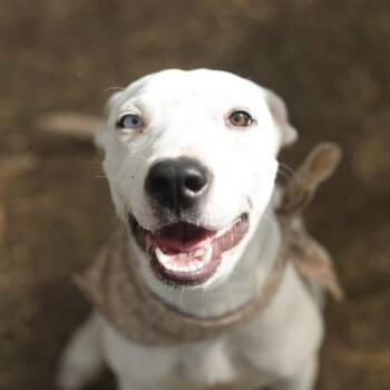 PUPPY -  American Staffordshire Terrier Dog for Adoption in San Antonio, Texas - PUPPY | PetCurious