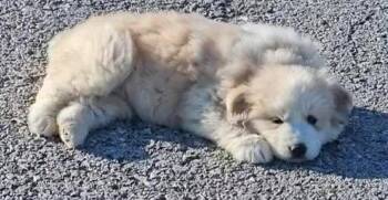 Great Pyrenees Dogs Available for Adoption in Newport, Kentucky - Aspen | PetCurious