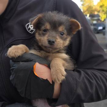 Cletis -  Mixed Breed Dog for Adoption in Klamath Falls, Oregon - Cletis | PetCurious