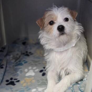Terrier Dogs Available for Adoption - Theon | PetCurious