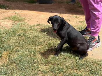 Jimmy Choo -  Labrador Retriever Dog for Adoption in New Baltimore, Michigan - Jimmy Choo | PetCurious
