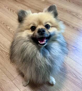 Rollo -  Pomeranian Dog for Adoption in Pflugerville, Texas - Rollo | PetCurious