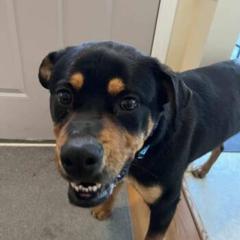 Rottweiler Dogs Available for Adoption - Pablo | PetCurious