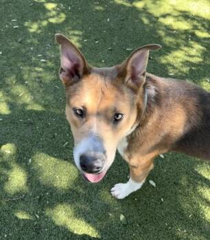 Copper -  Shepherd Dog for Adoption in Austin, Texas - Copper | PetCurious