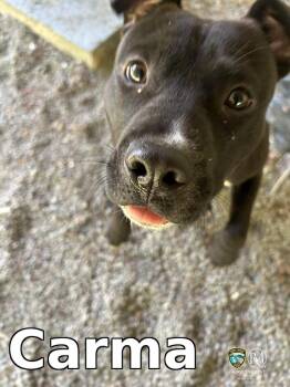 Pit Bull Terrier Dogs Available for Adoption in Rocky Mount, North Carolina - Carma | PetCurious