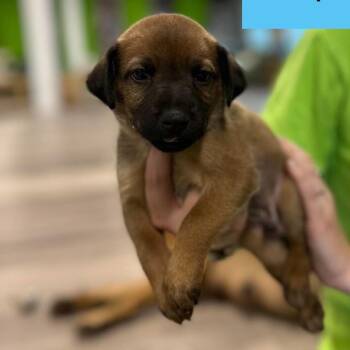 Cappuccino -  Cattle Dog and Terrier Dog for Adoption in Tampa, Florida - Cappuccino | PetCurious