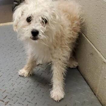 Poodle Dogs Available for Adoption - Lysander | PetCurious