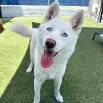 Husky Dogs Available for Adoption in Long Beach, California - Alaska | PetCurious
