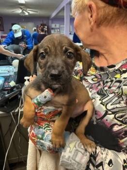 Rescue Mixed Breed Dogs for Adoption in West Chester, Pennsylvania - Gherkin | PetCurious