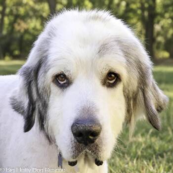 Pokey -  Great Pyrenees Dog for Adoption in Nashville, Tennessee - Pokey | PetCurious