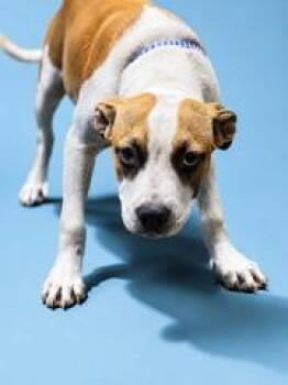 BUBBA APOLLO -  Mixed Breed Dog for Adoption in Jacksonville, Florida - BUBBA APOLLO | PetCurious