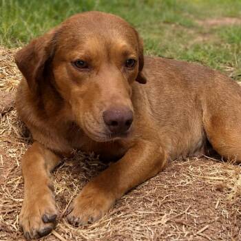 Honey -  Labrador Retriever and Great Pyrenees Dog for Adoption in Asher, Oklahoma - Honey | PetCurious
