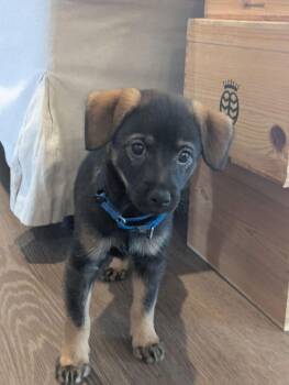 Bruiser -  Miniature Pinscher Dog for Adoption in New London, Wisconsin - Bruiser | PetCurious