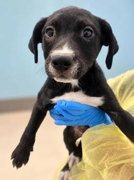 Davy -  Terrier Dog for Adoption in Gulfport, Mississippi - Davy | PetCurious