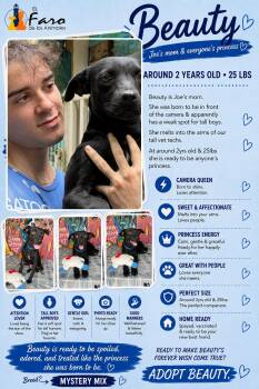Beauty -  Dachshund and Chihuahua Dog for Adoption in Punta Santiago, Humacao - Beauty | PetCurious